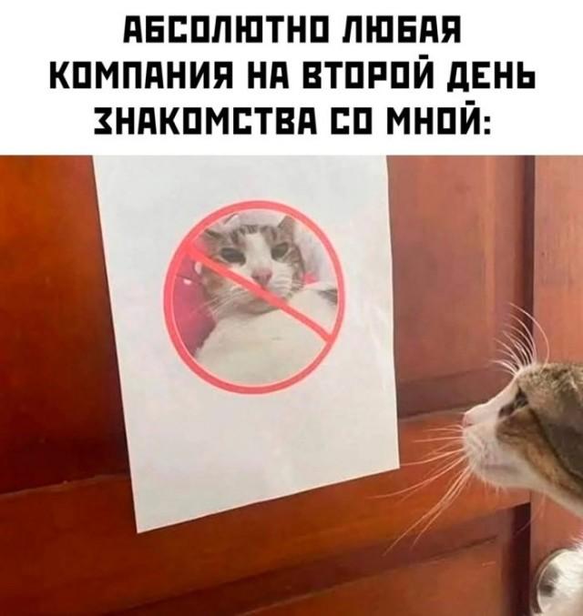 Подборка картинок-баянов с котиками и про котиков