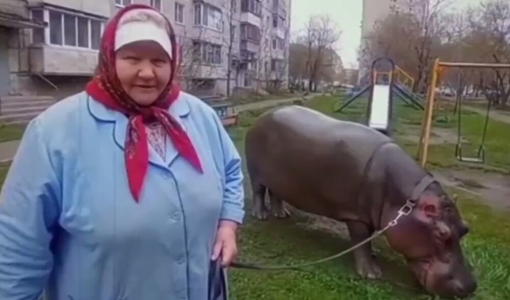 
        Пенсионерка завела себе бегемота    