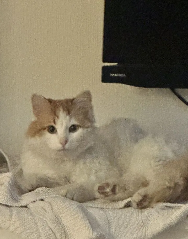 
        Котик с Донбасса    