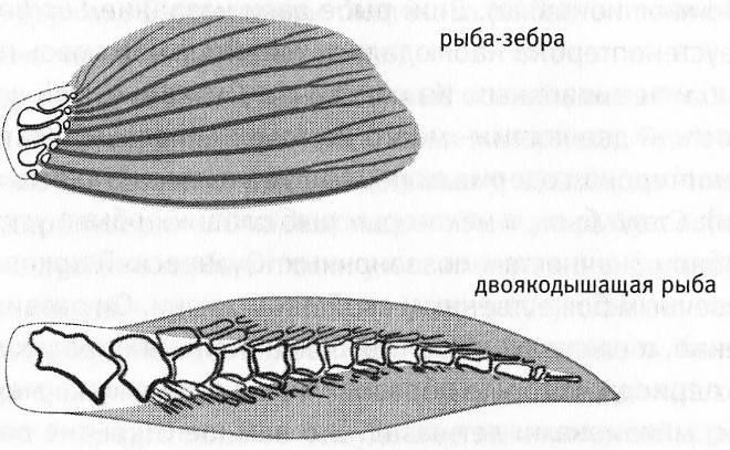 
        Лепидосирен: формально — рыба. По факту — нечто совсем иное    