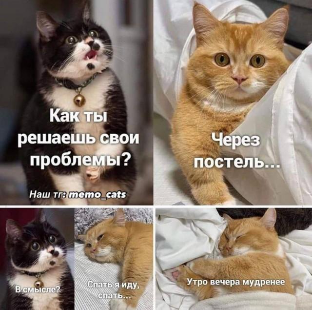 Подборка картинок-баянов с котиками и про котиков