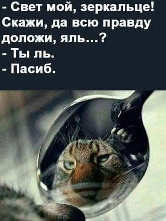 Подборка картинок-баянов с котиками и про котиков