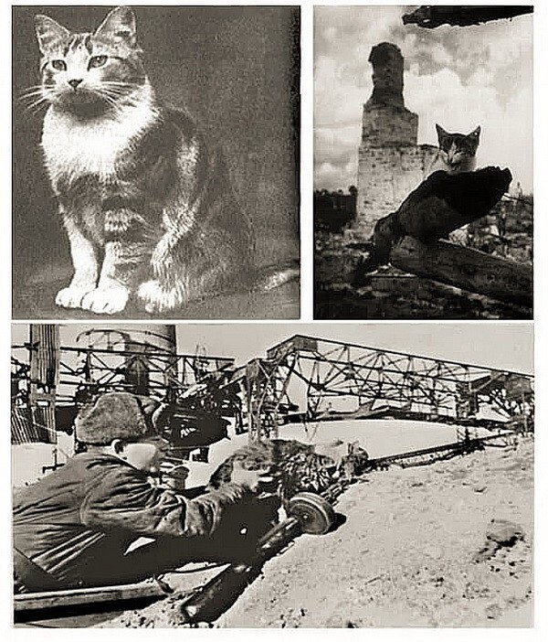 
        Кот Рыжик - артиллерист    