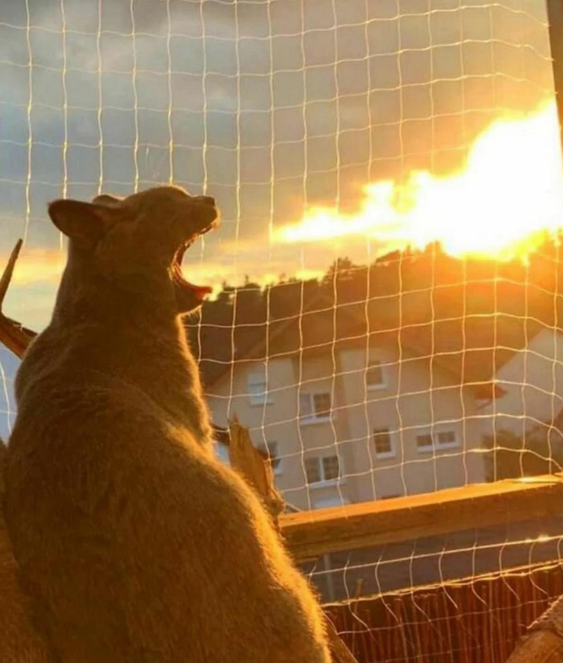 
        20+ котеек, которые ежедневно решают важные задачи и дают нам ценные жизненные уроки    