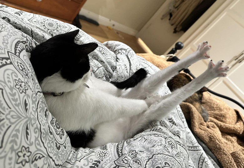 
        20+ котеек, которые ежедневно решают важные задачи и дают нам ценные жизненные уроки    