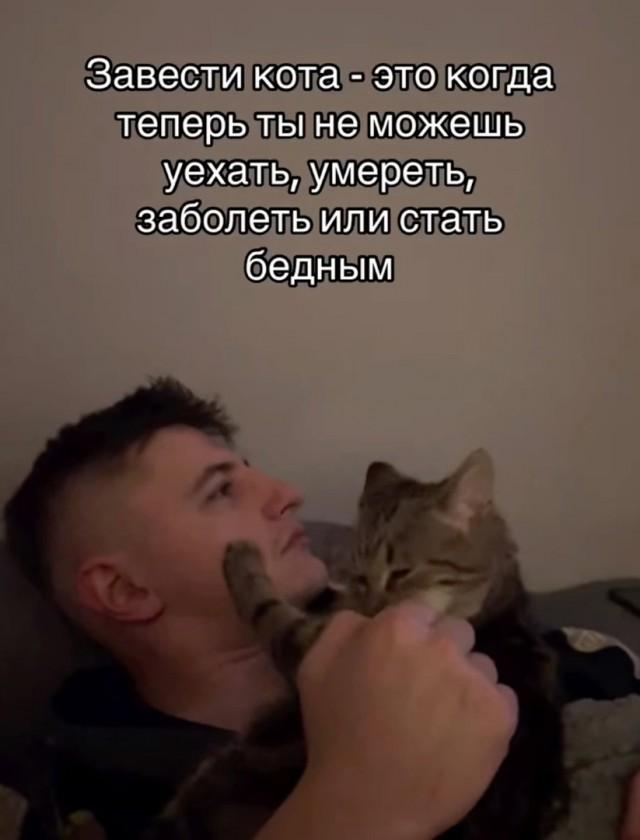 Подборка картинок-баянов с котиками и про котиков