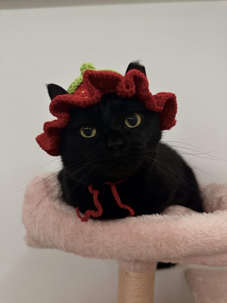 
        20+ котеек, которые ежедневно решают важные задачи и дают нам ценные жизненные уроки    