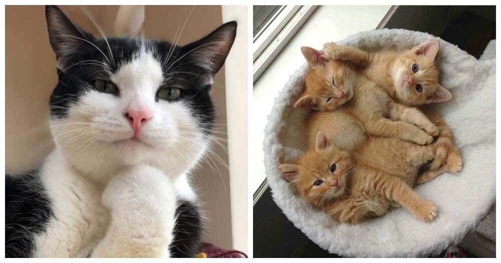 
        20+ котеек, которые ежедневно решают важные задачи и дают нам ценные жизненные уроки    
