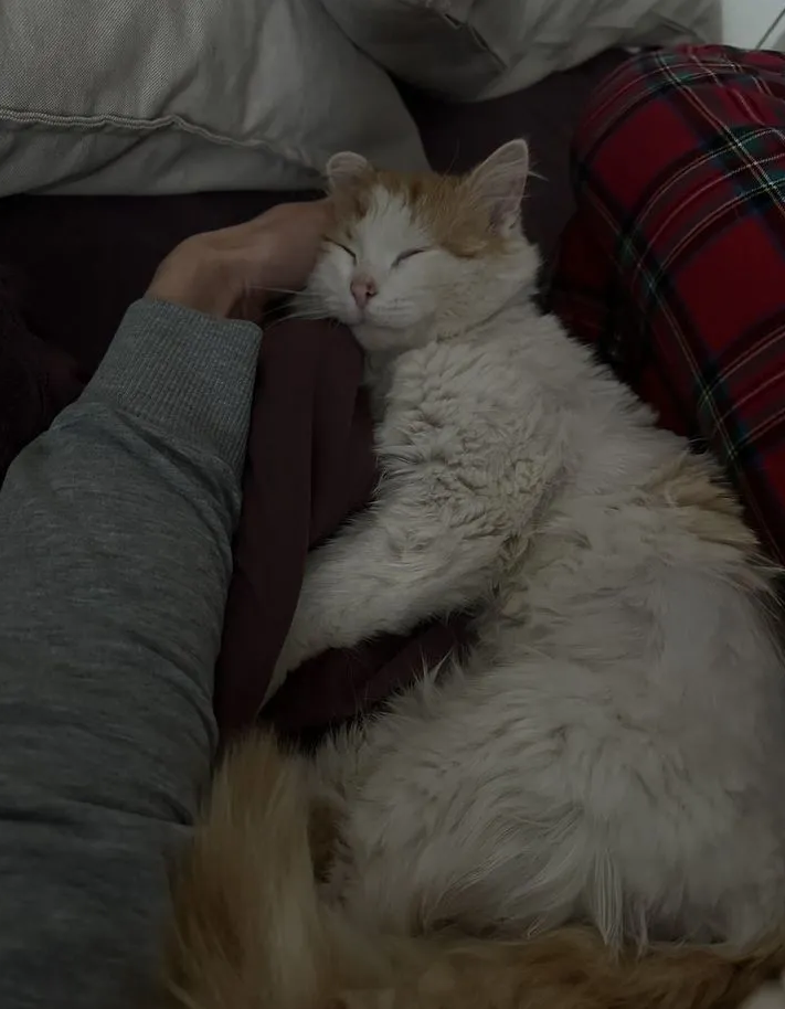 
        Котик с Донбасса    