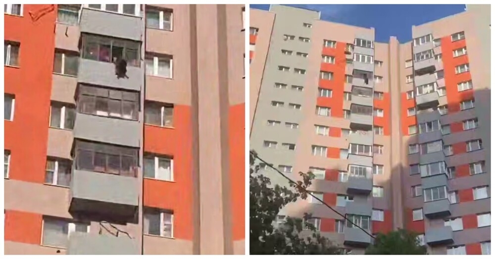 
        Собака выпала с балкона в Подмосковье    