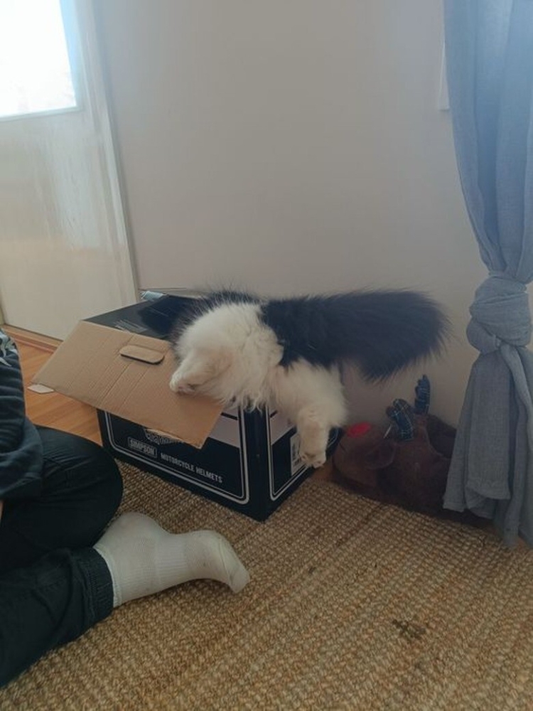 
        20+ котеек, которые ежедневно решают важные задачи и дают нам ценные жизненные уроки    