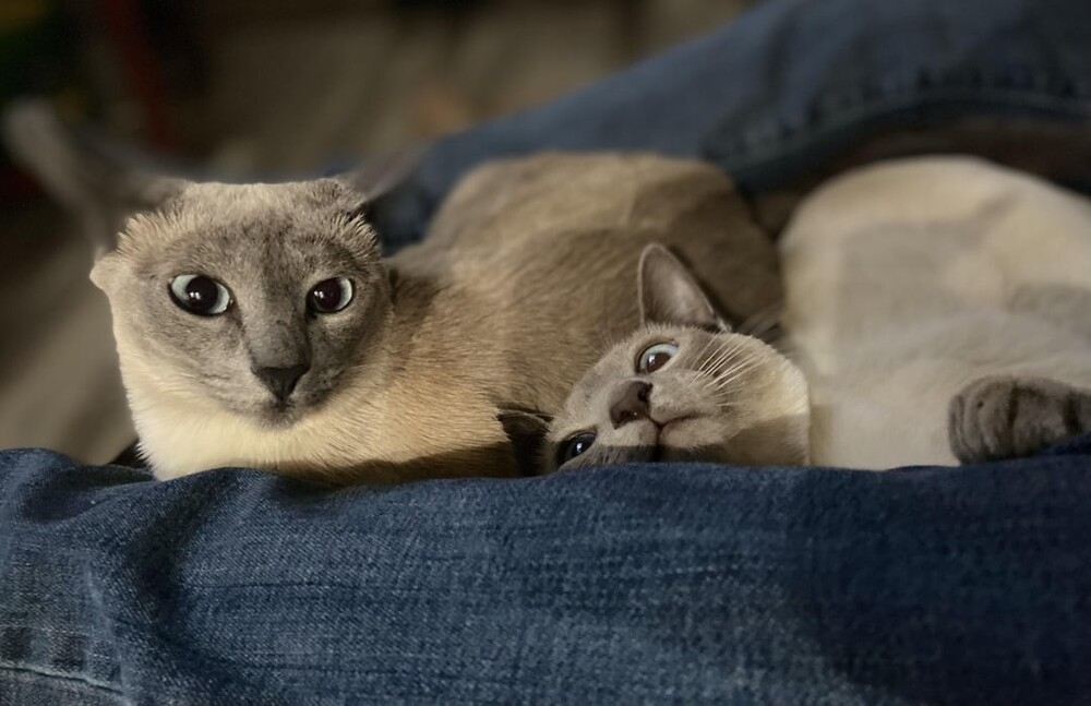 
        20+ котеек, которые ежедневно решают важные задачи и дают нам ценные жизненные уроки    