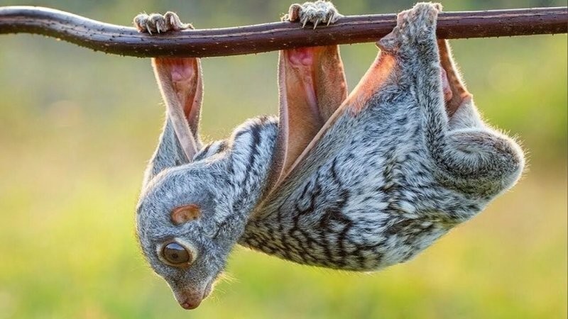 
        9 потрясающих небесных авантюристов, которые умеют летать без крыльев и перьев    