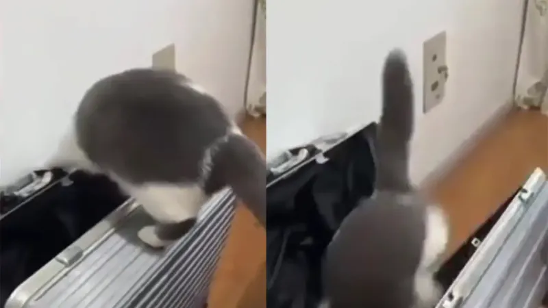 
        Кот самоупаковался в чемодан    