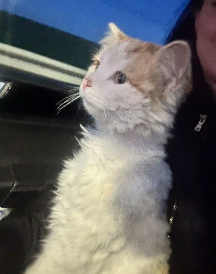 
        Котик с Донбасса    