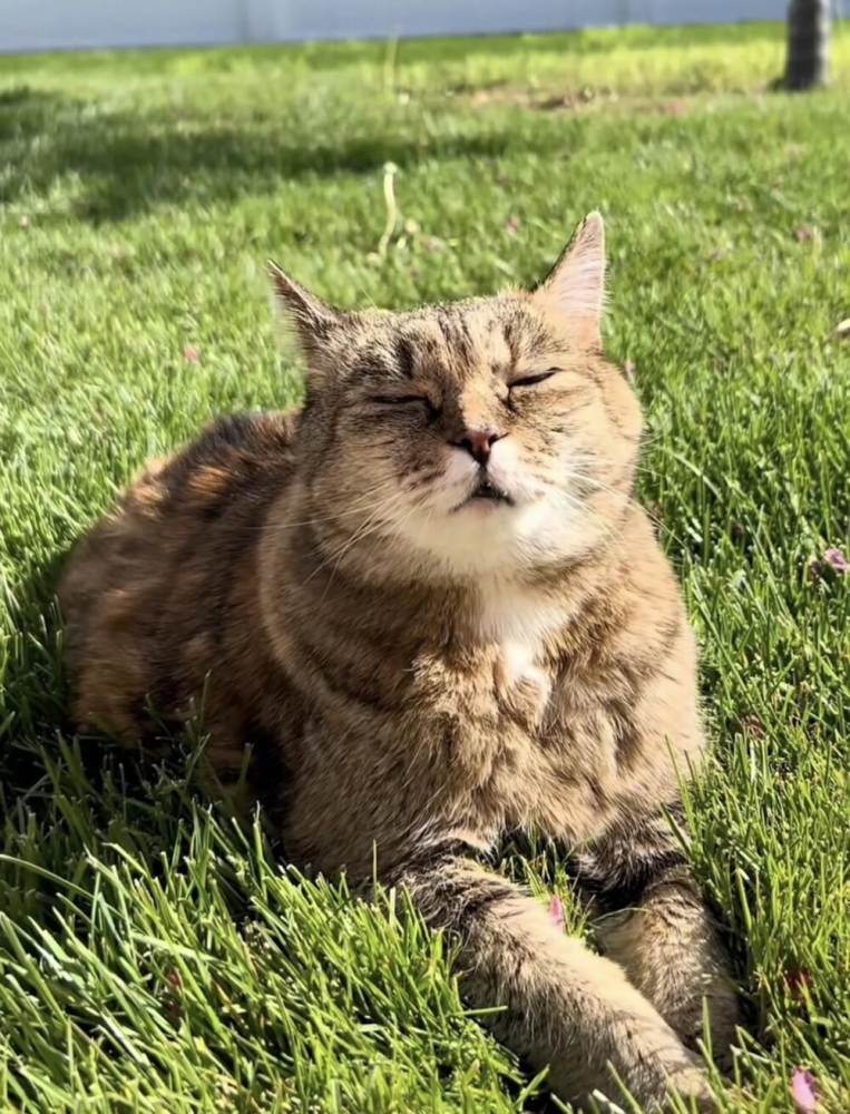 
        20+ котеек, которые ежедневно решают важные задачи и дают нам ценные жизненные уроки    