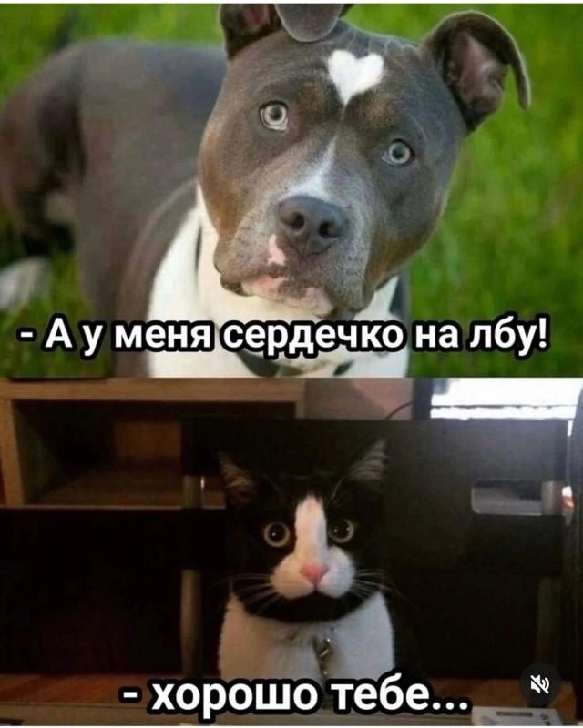 Подборка картинок-баянов с котиками и про котиков