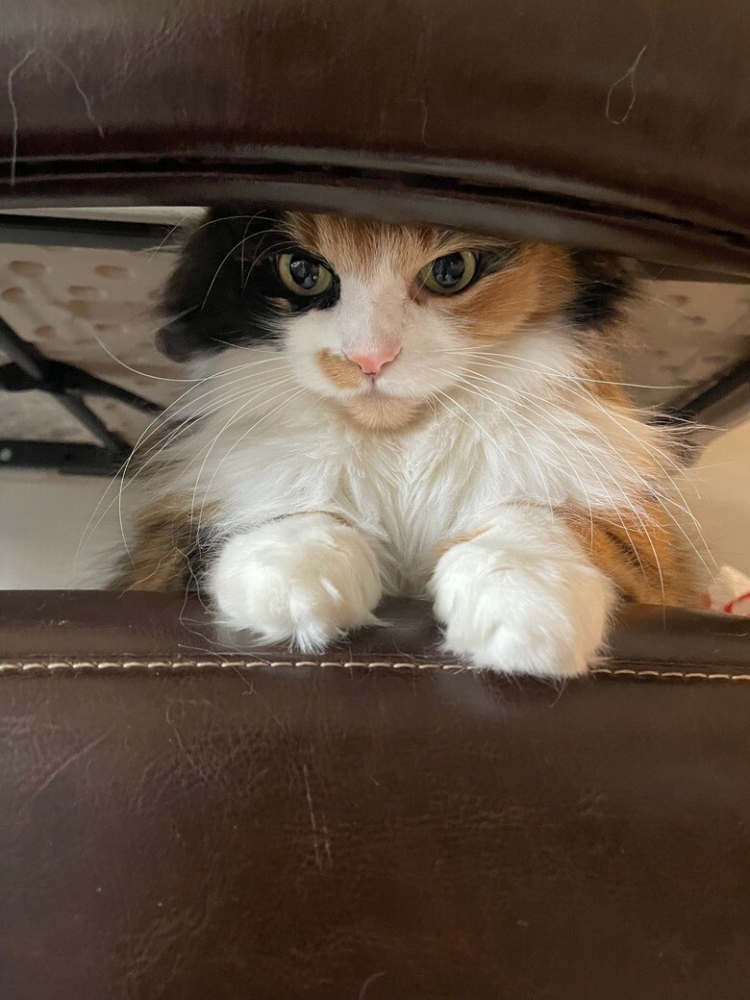 
        20+ котеек, которые ежедневно решают важные задачи и дают нам ценные жизненные уроки    