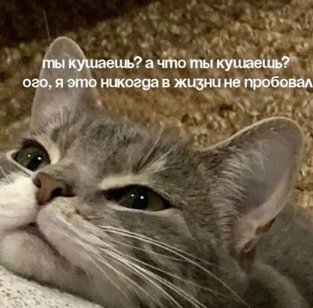 Подборка картинок-баянов с котиками и про котиков