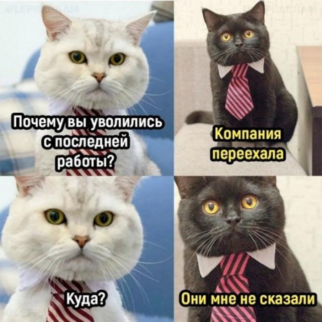 Подборка картинок-баянов с котиками и про котиков