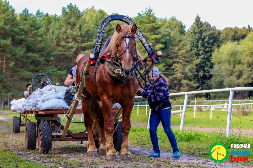
        Мощнейшие лошади России и СССР: рейтинг пород силачей и гигантов    