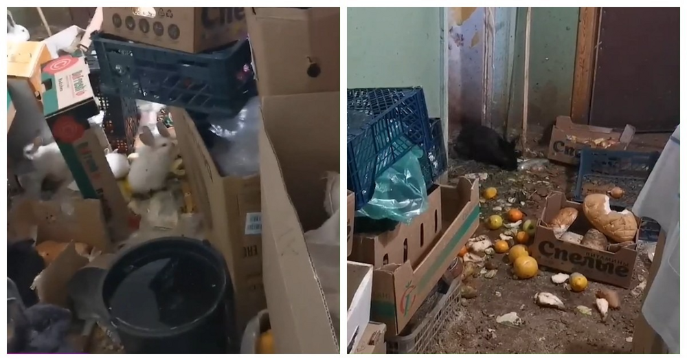 
        Женщина устроила из чужого подъезда крольчатник, куда таскает тухлые продукты, пока соседи задыхаются    