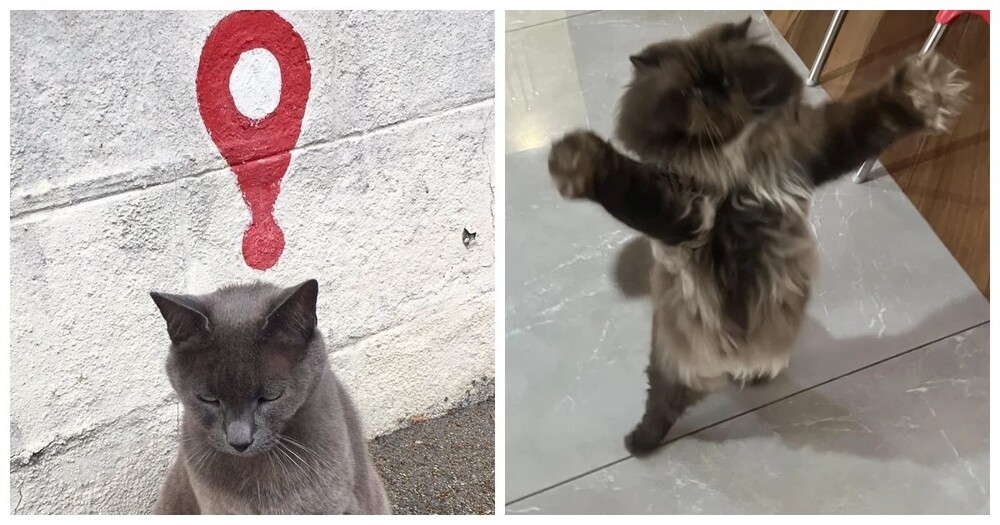 
        20+ котиков с умилительными мордашками, способными растопить даже самое чёрствое сердце    