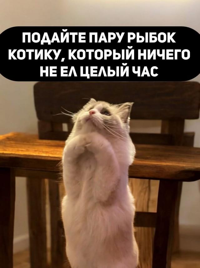 Подборка картинок-баянов с котиками и про котиков