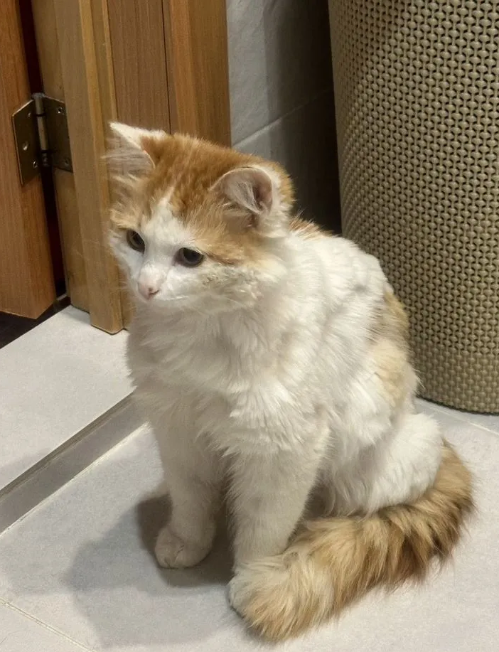 
        Котик с Донбасса    