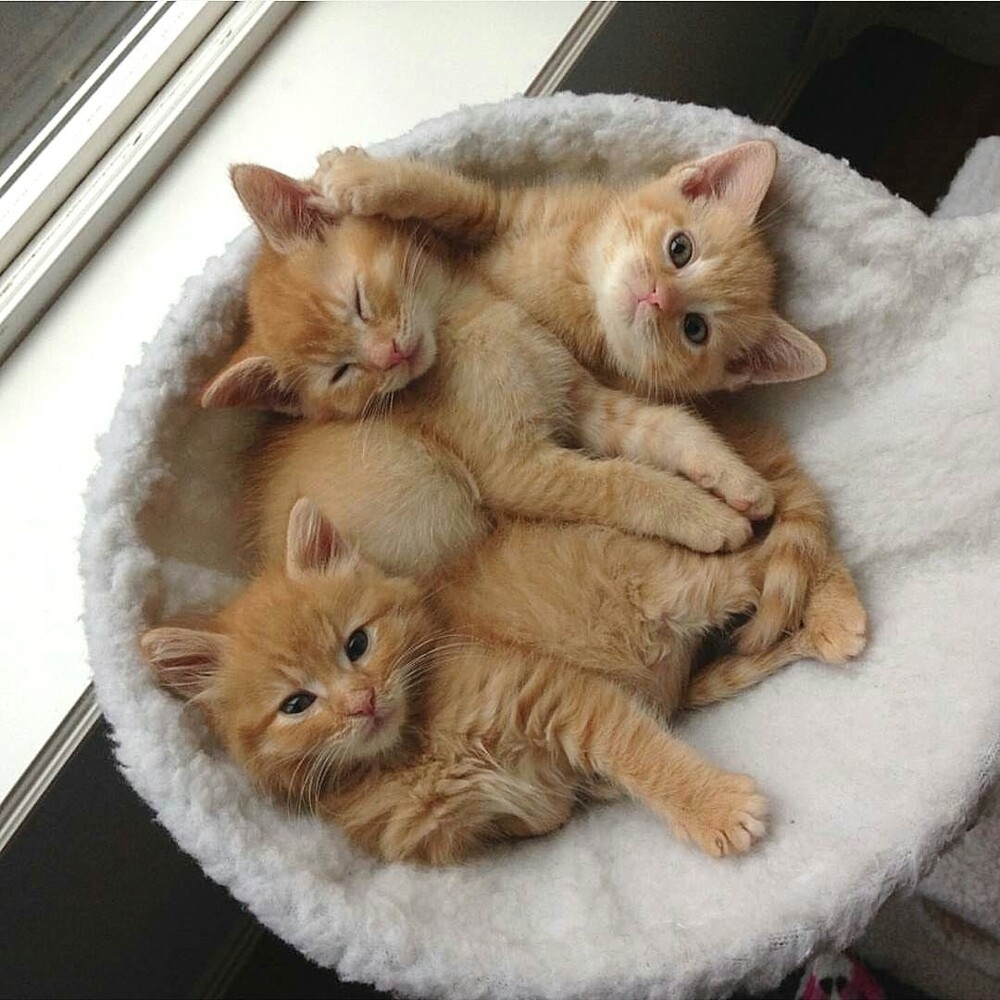 
        20+ котеек, которые ежедневно решают важные задачи и дают нам ценные жизненные уроки    