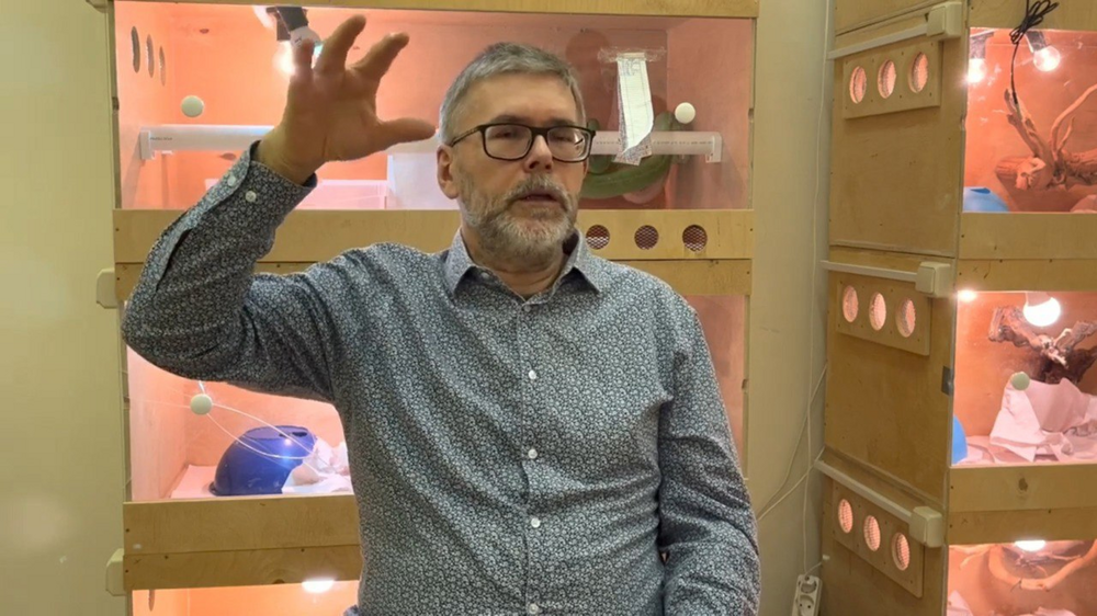 
        Габонская гадюка: реальная история укуса русского учёного и его смелая реакция на угрозу жизни    