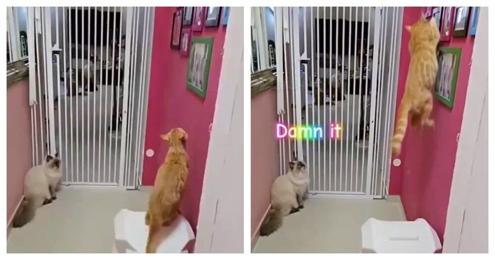 
        Кот, которого не остановят любые преграды    