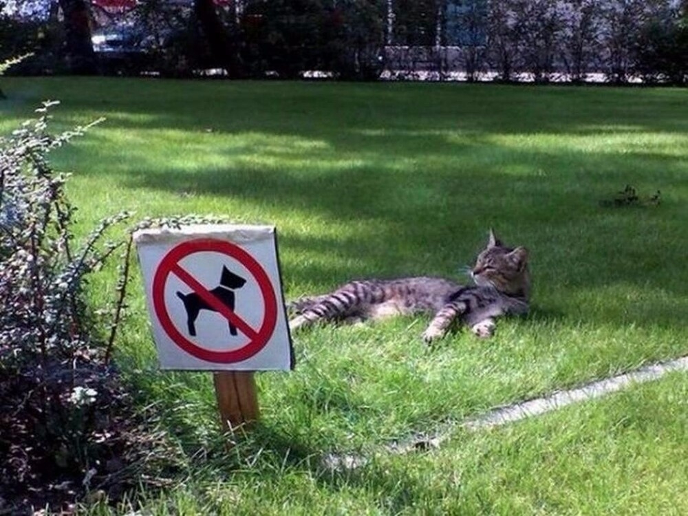 
        20+ котиков с умилительными мордашками, способными растопить даже самое чёрствое сердце    