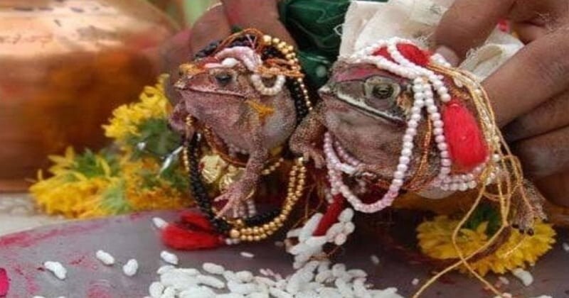 
        Лягушачья свадьба в Индии: загадочный ритуал для вызова дождя    