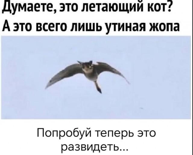 Подборка картинок-баянов с котиками и про котиков
