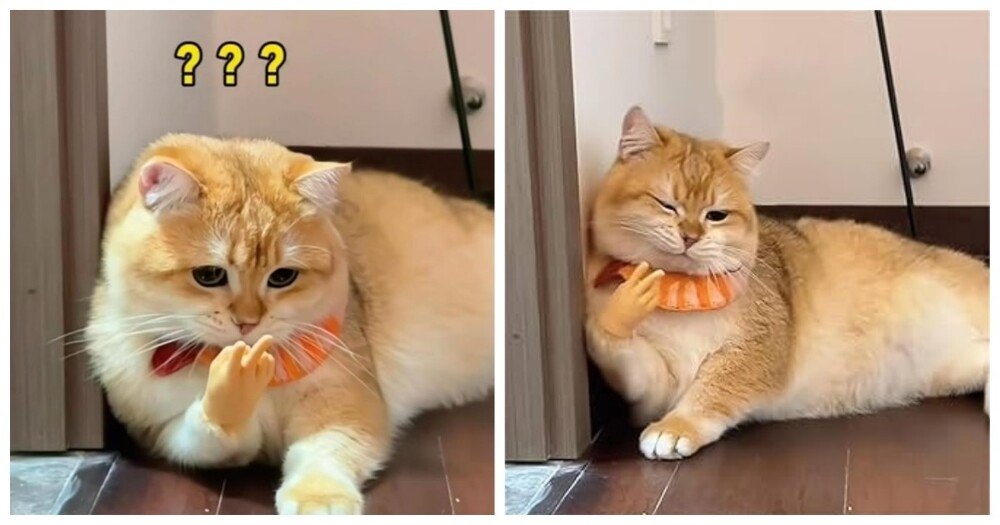 
        Коты и маленькие ручки    