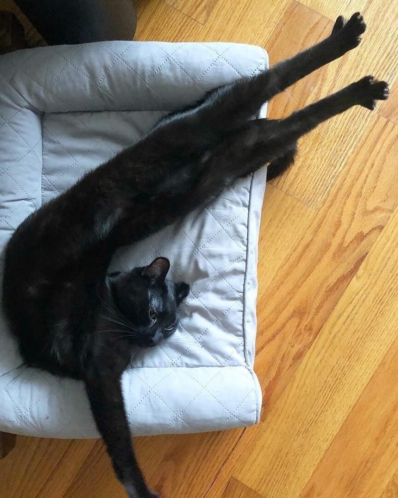 
        Кошачья йога: 20 фото, которые доказывают, что коты гнутся лучше, чем мы    