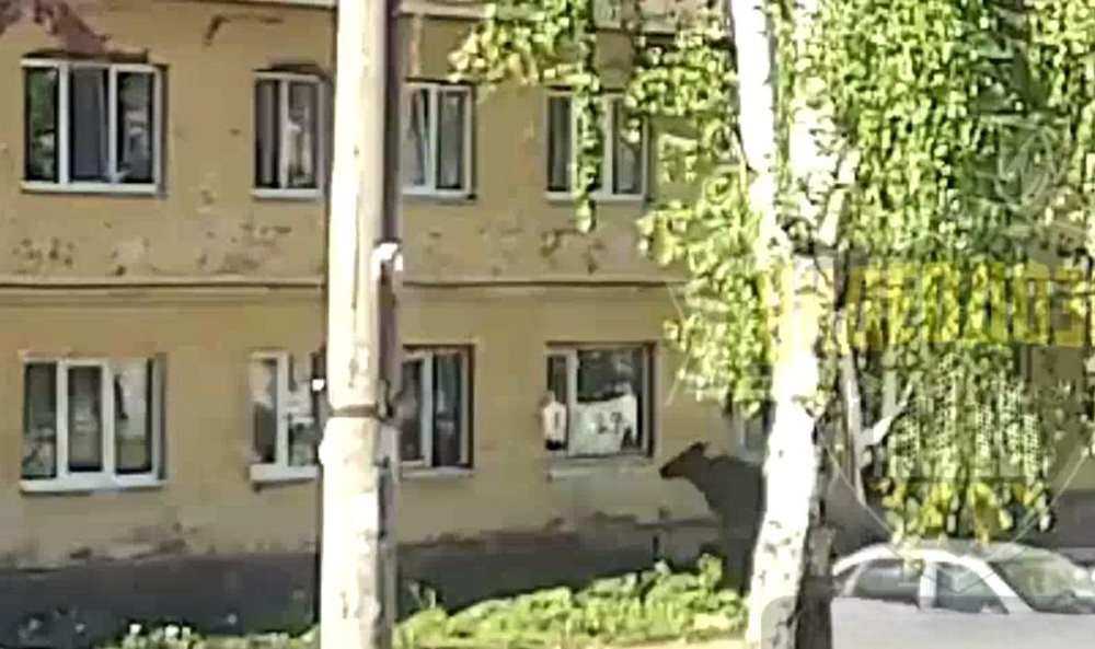 
        Попытка лося запрыгнуть в окно квартиры    