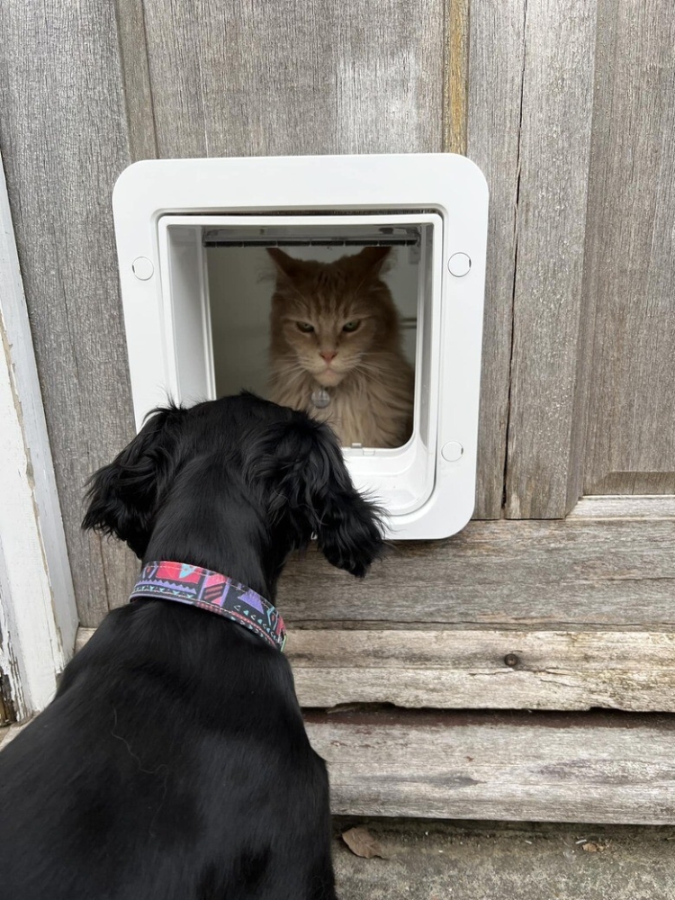 
        20+ котеек, которые ежедневно решают важные задачи и дают нам ценные жизненные уроки    