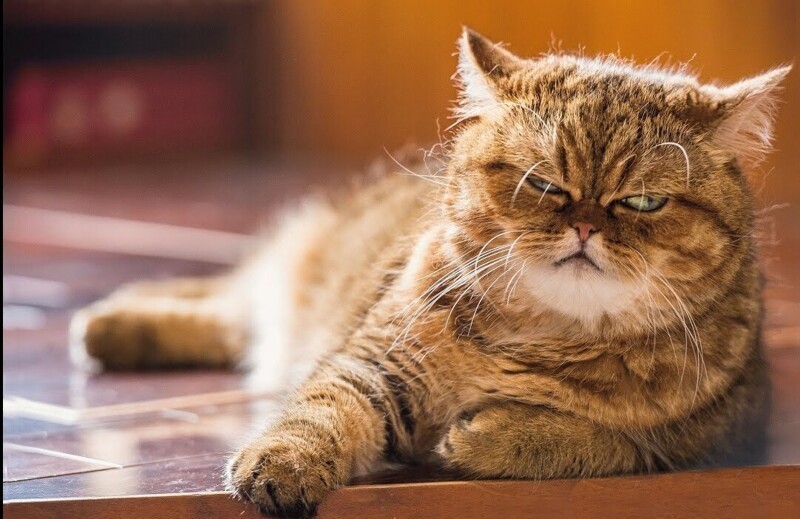 
        20+ котеек, которые ежедневно решают важные задачи и дают нам ценные жизненные уроки    