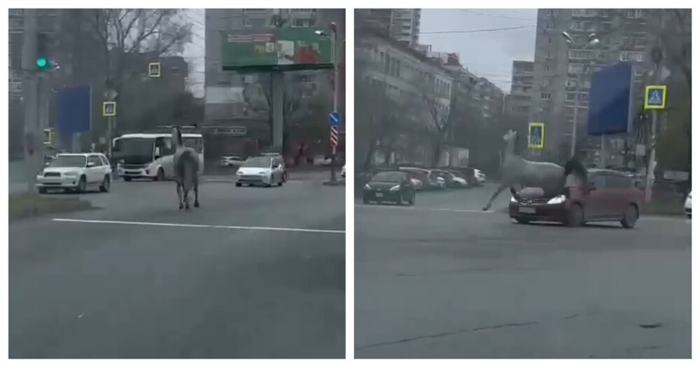 
        Конь сбежал от хозяина и устроил ДТП в Хабаровске    