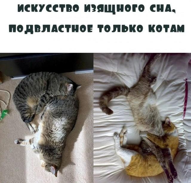 Подборка картинок-баянов с котиками и про котиков