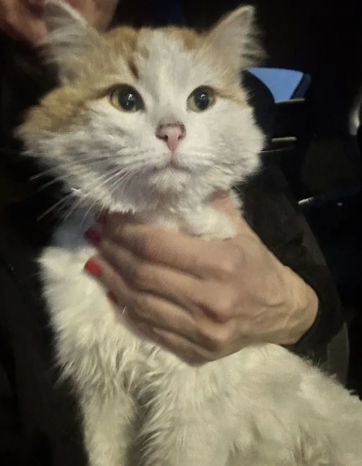 
        Котик с Донбасса    