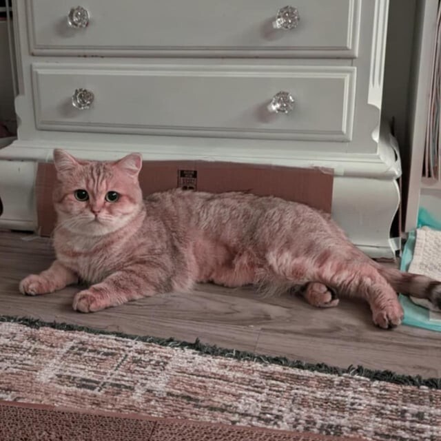 
        20 котиков, которые размышляют, философствуют и дают советы    