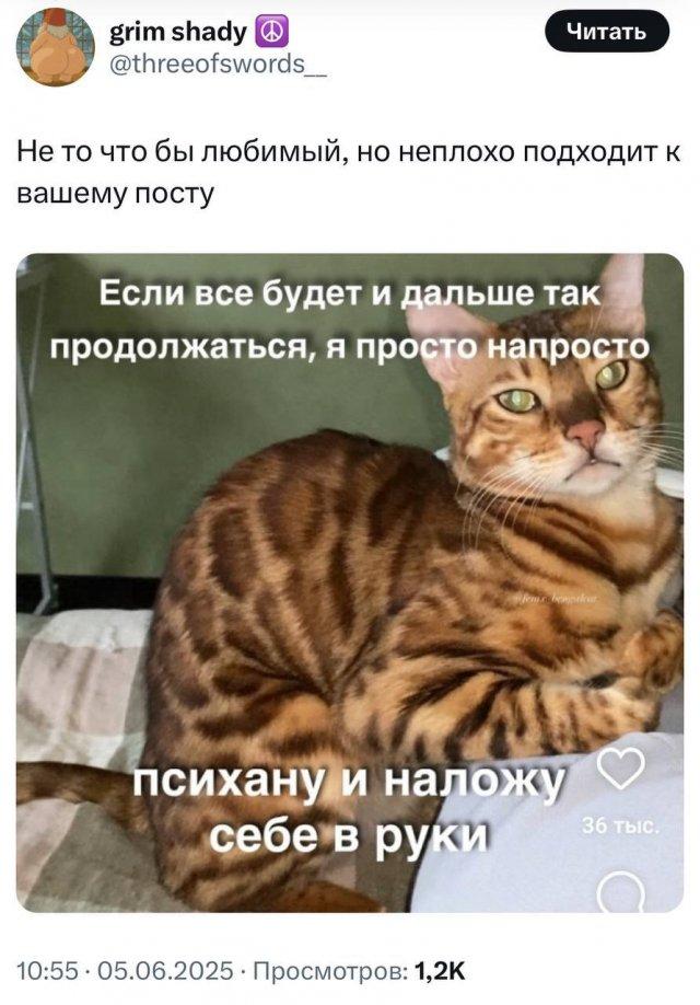 Любимые мемы с котами - кладезь грустных цитат