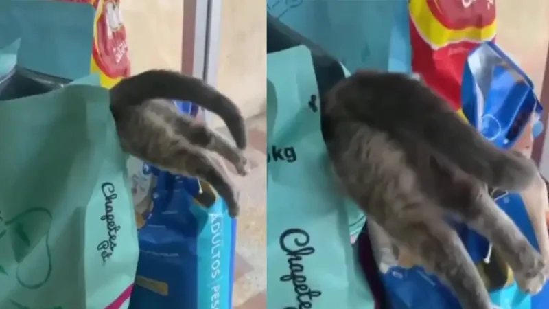 
        Кот залез в пачку с кормом    