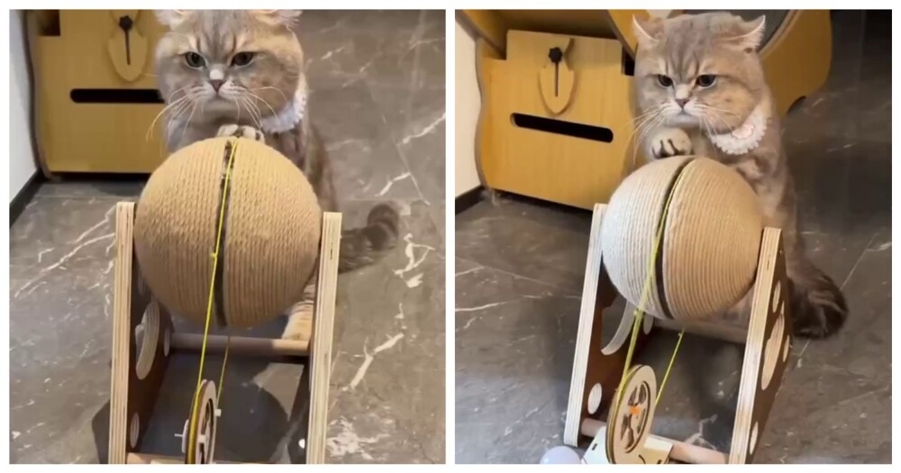 
        Кот добывает электричество    