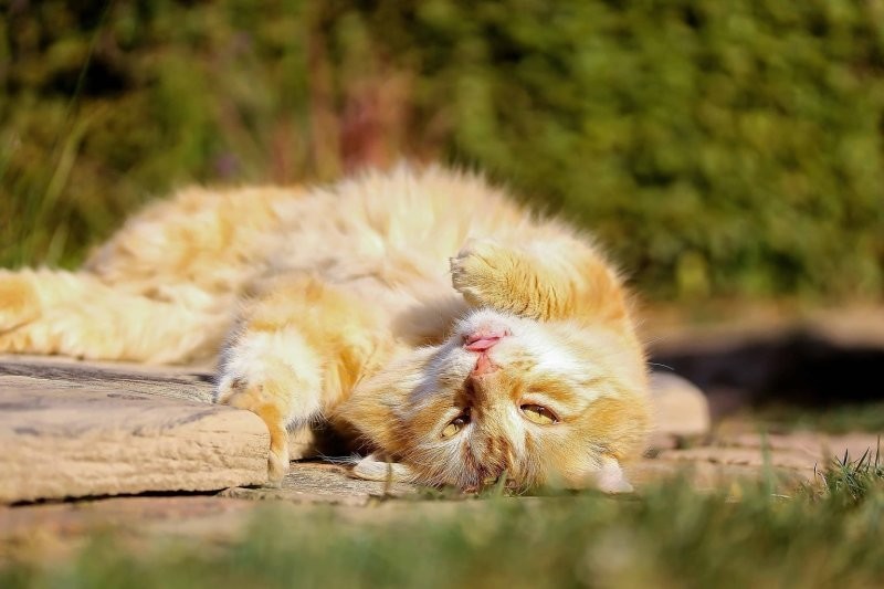 
        Ловцы солнца: 20 котиков, которые охотятся на солнечных зайчиков и не оставляют им шансов    