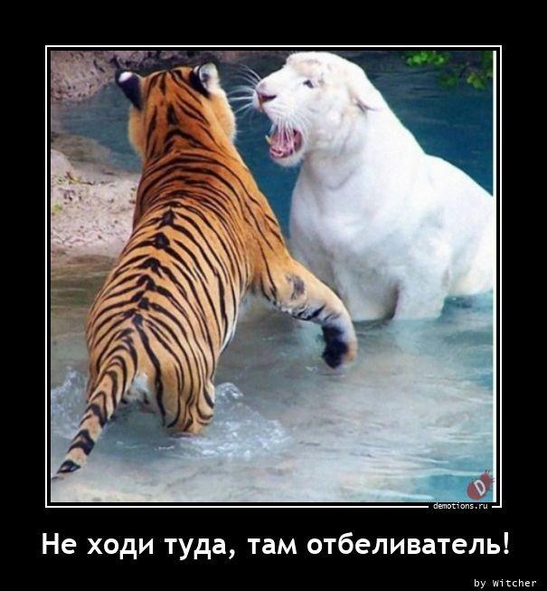 
			Демотиваторы №3672 (18 фото)