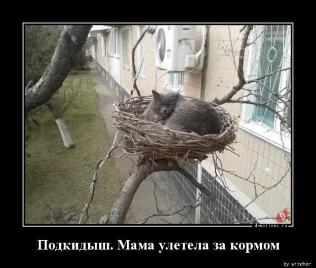 
			Демотиваторы №3673 (18 фото)